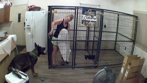 Illustration : Après avoir enfermé sa sœur canine dans une cage, ce chien piège sa propriétaire (vidéo) 