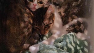 Illustration : "Ils font rapatrier des chatons malades vers Paris et constatent avec effroi qu’ils ont été ramenés vers la Crête"