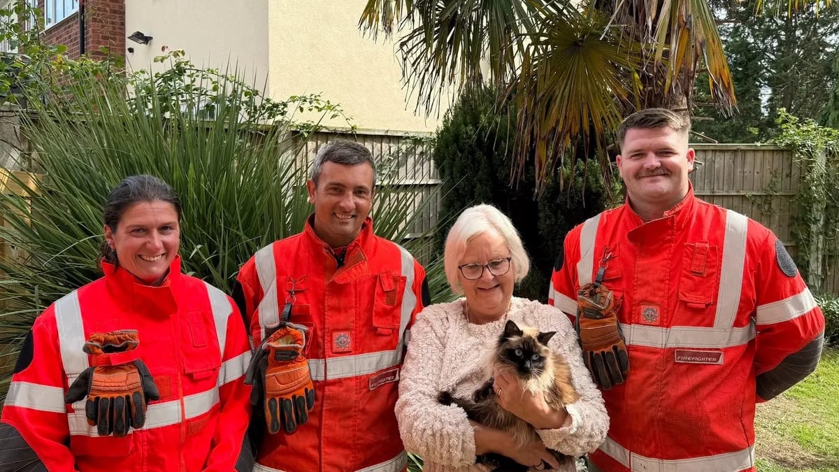 Illustration : "Après avoir fugué, ce chat facétieux joue à cache-cache avec les pompiers et la police"