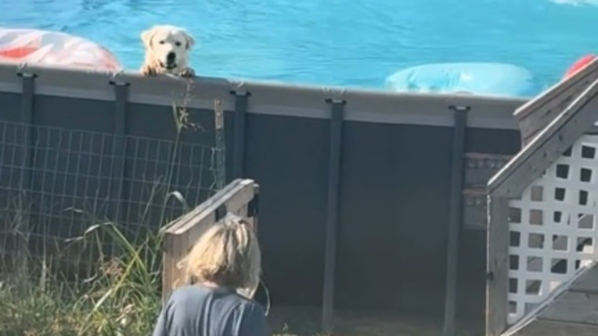 Illustration : "Ce chien qui adore la piscine déjoue toutes les règles pour s'y offrir une baignade à l'insu de sa famille (vidéo) "