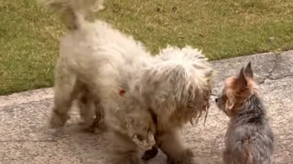 Illustration : Recouvert de noeuds, ce chien abandonné décide de suivre une jeune femme en balade sans savoir qu’il vient de trouver sa famille pour la vie