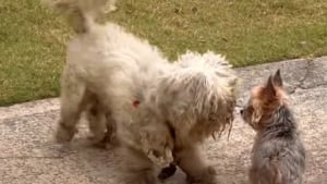 Illustration : "Recouvert de noeuds, ce chien abandonné décide de suivre une jeune femme en balade sans savoir qu’il vient de trouver sa famille pour la vie"