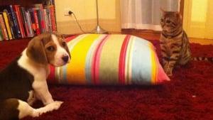 Illustration : "8 photos drôles de chats qui comprennent à l’instant qu’ils vont désormais devoir cohabiter avec un chiot"