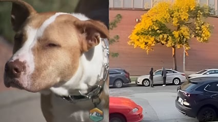 Illustration : L'intervention courageuse d'un chien et de sa maîtresse en promenade matinale met fin à une tentative de vol de voiture