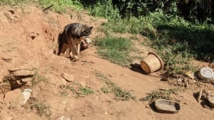 Illustration : 4 ans après avoir été découvert enchaîné et négligé, ce Husky mène une vie bien différente