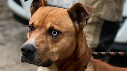 Illustration : "C’est pour son bien" l’acte d’amour d’un maître qui accepte de céder son chien à une famille parce qu'il voulait le meilleur pour lui
