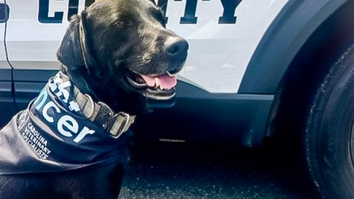 Illustration : "Ce chien policier a combattu un cancer tout en continuant de protéger sa ville avec courage"