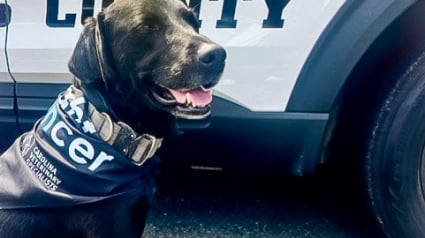 Illustration : Ce chien policier a combattu un cancer tout en continuant de protéger sa ville avec courage