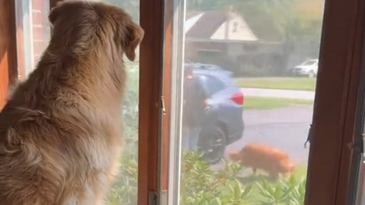 Illustration : "Un Golden Retriever court vers la fenêtre en comprenant que son meilleur ami arrive et ne peut contenir sa joie (vidéo) "