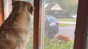 Illustration : "Un Golden Retriever court vers la fenêtre en comprenant que son meilleur ami arrive et ne peut contenir sa joie (vidéo) "