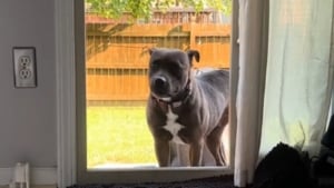 Illustration : "Grâce à sa famille d’accueil, cette chienne ayant passé toute sa vie dehors n’a désormais plus besoin d’être portée pour entrer dans la maison (vidéo)"