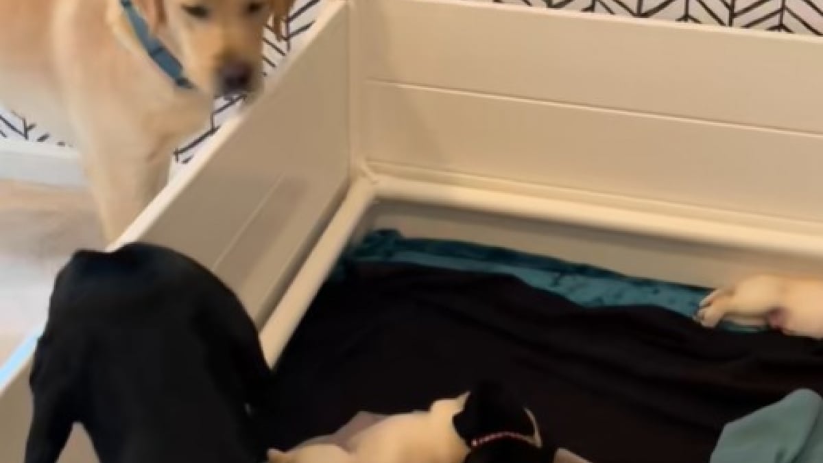 Illustration : "Une mère chienne protectrice refuse que le père de ses chiots approche ses petits (vidéo)"