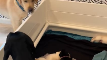 Illustration : Une mère chienne protectrice refuse que le père de ses chiots approche ses petits (vidéo)