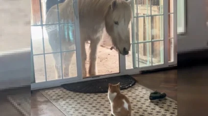 Illustration : Chargée de surveiller et d’empêcher ses amis chevaux d’entrer dans la maison ses humains, cette chatte faillit à sa tâche et décide de s’enfuir rapidement (vidéo)
