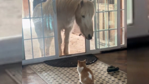 Illustration : Chargée de surveiller et d’empêcher ses amis chevaux d’entrer dans la maison ses humains, cette chatte faillit à sa tâche et décide de s’enfuir rapidement (vidéo)