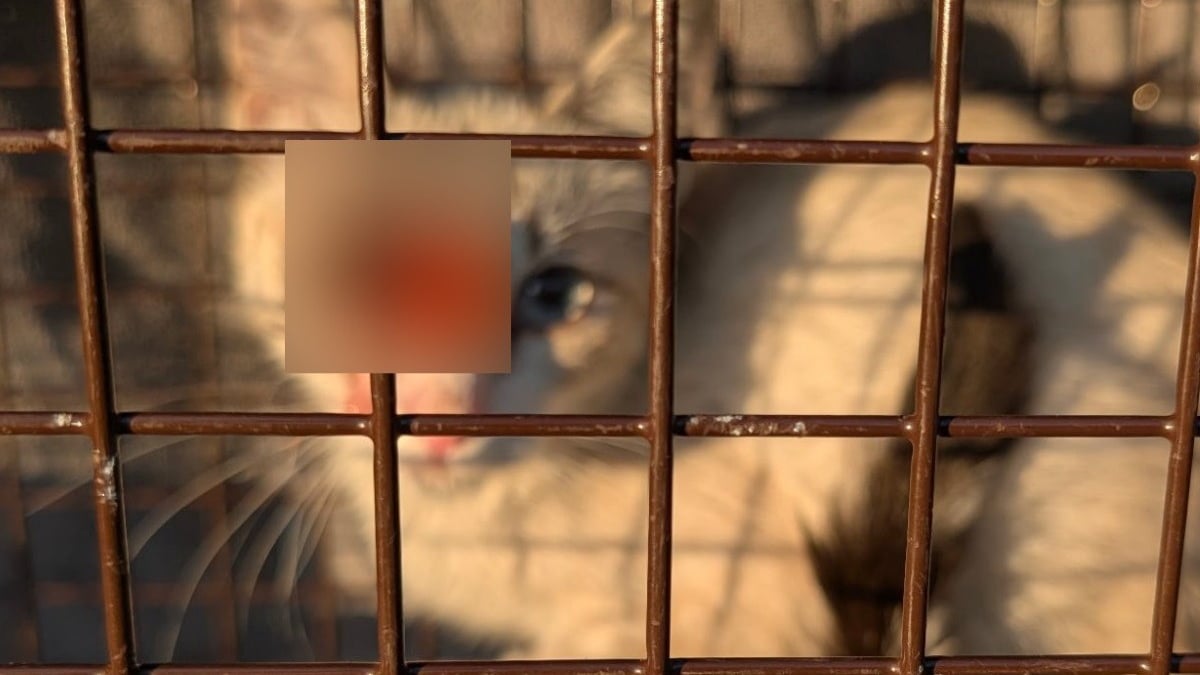 Illustration : "Traqué après avoir été blessé au visage par une fléchette, ce chat est enfin sauvé grâce à la mobilisation des voisins"