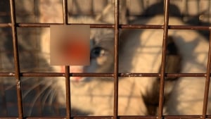 Illustration : Traqué après avoir été blessé au visage par une fléchette, ce chat est enfin sauvé grâce à la mobilisation des voisins