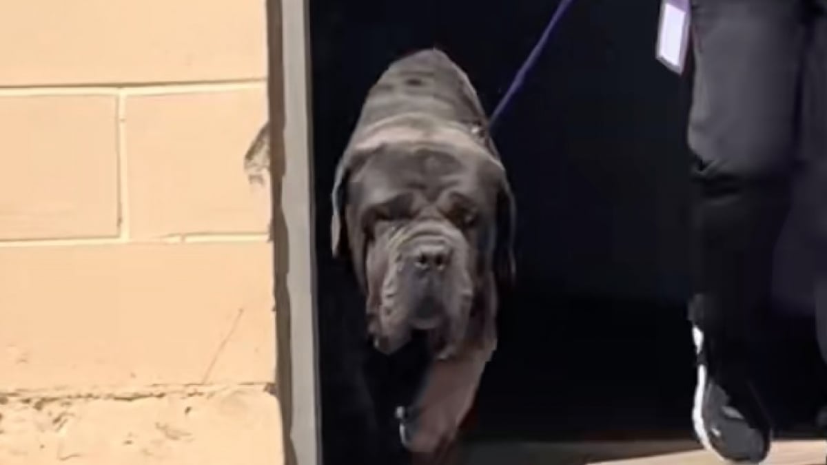 Illustration : "Après avoir été abandonné 2 fois dans le désert, ce Mastiff démarre avec un immense courage un nouveau chapitre de sa vie (vidéo)"