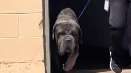 Illustration : Après avoir été abandonné 2 fois dans le désert, ce Mastiff démarre avec un immense courage un nouveau chapitre de sa vie (vidéo)
