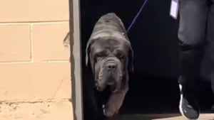 Illustration : "Après avoir été abandonné 2 fois dans le désert, ce Mastiff démarre avec un immense courage un nouveau chapitre de sa vie (vidéo)"