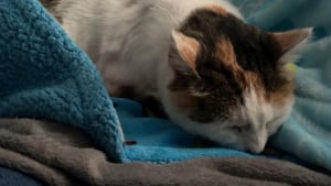 Illustration : "Elle ne possède pas de chat, mais en trouve un squattant son lit sans la moindre gêne en rentrant chez elle"