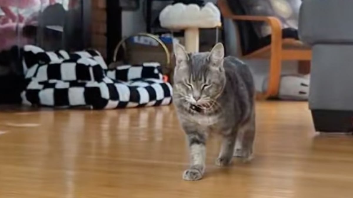 Illustration : "Équipée d’un micro, cette chatte à la démarche particulière et au son de voix adorable charme TikTok (vidéo)"