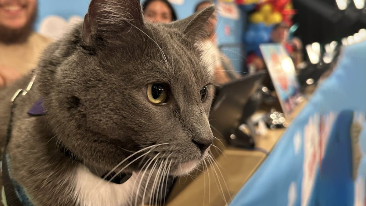 Illustration : "Depuis 9 ans, ce chat de thérapie apporte joie et réconfort aux enfants hospitalisés (vidéo)"