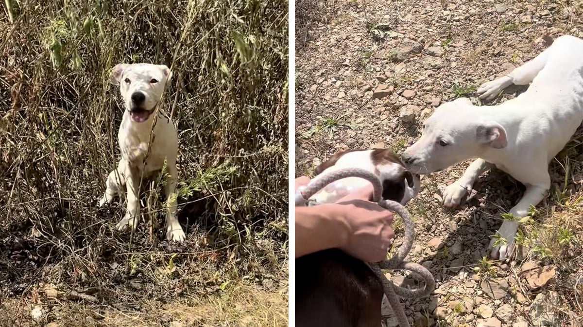 Illustration : "Cette chienne, abandonnée en pleine nature, retrouve goût à la vie grâce à l’amour de 2 randonneurs (vidéo)"