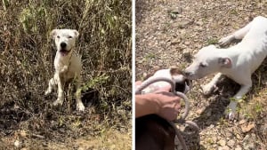Illustration : "Cette chienne, abandonnée en pleine nature, retrouve goût à la vie grâce à l’amour de 2 randonneurs (vidéo)"