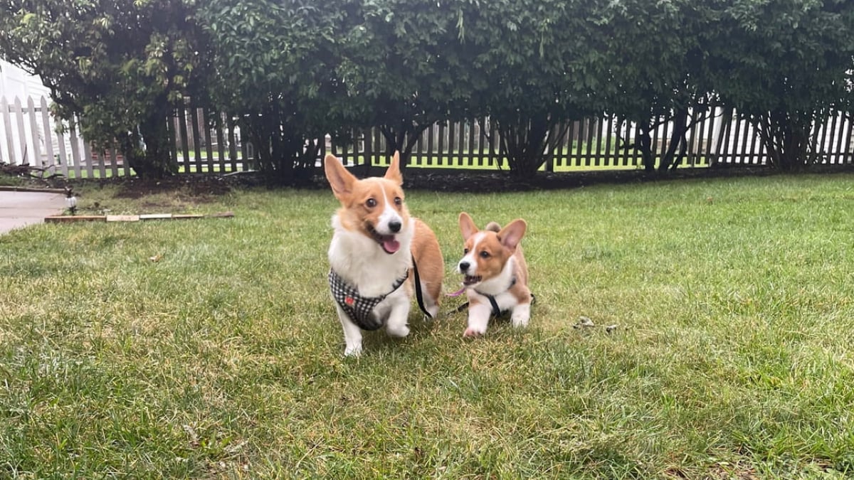 Illustration : "Rescapée d’une usine à chiots, cette maman Corgi vit enfin l’amour et la tendresse qu’elle n’avait jamais connus (vidéo)"