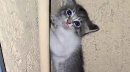 Illustration : "Je ne pouvais pas la laisser", une femme entend des cris à 1 h du matin et tombe sur un chaton en détresse dont elle change la vie