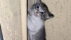 Illustration : "Je ne pouvais pas la laisser", une femme entend des cris à 1 h du matin et tombe sur un chaton en détresse dont elle change la vie