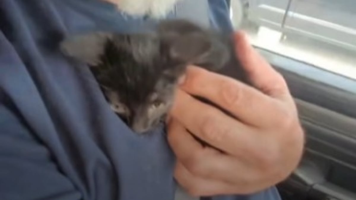 Illustration : "Un automobiliste met sa vie en danger sur l’autoroute pour sauver un chaton sur le terre-plein central (vidéo)"