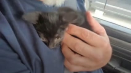 Illustration : Un automobiliste met sa vie en danger sur l’autoroute pour sauver un chaton sur le terre-plein central (vidéo)