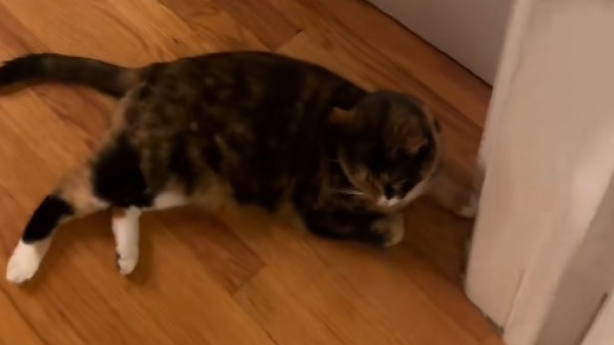 Illustration : "Une chatte donne l’alerte à sa propriétaire quand son chien muet est en danger (vidéo) "