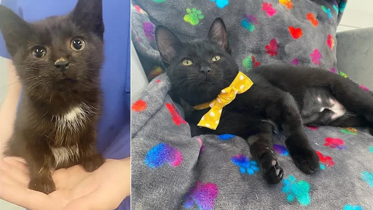 Illustration : "Ce chaton ne pouvait pas manger à cause de sa mâchoire bloquée, mais une association et une opération changent tout"