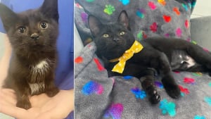 Illustration : "Ce chaton ne pouvait pas manger à cause de sa mâchoire bloquée, mais une association et une opération changent tout"