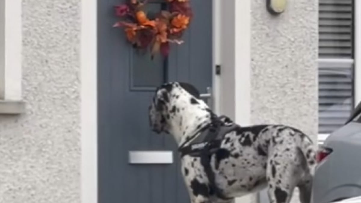 Illustration : "Un chien en promenade « toque » à la porte de son ami canin pour l’inviter à jouer (vidéo) "