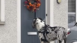 Illustration : "Un chien en promenade « toque » à la porte de son ami canin pour l’inviter à jouer (vidéo) "