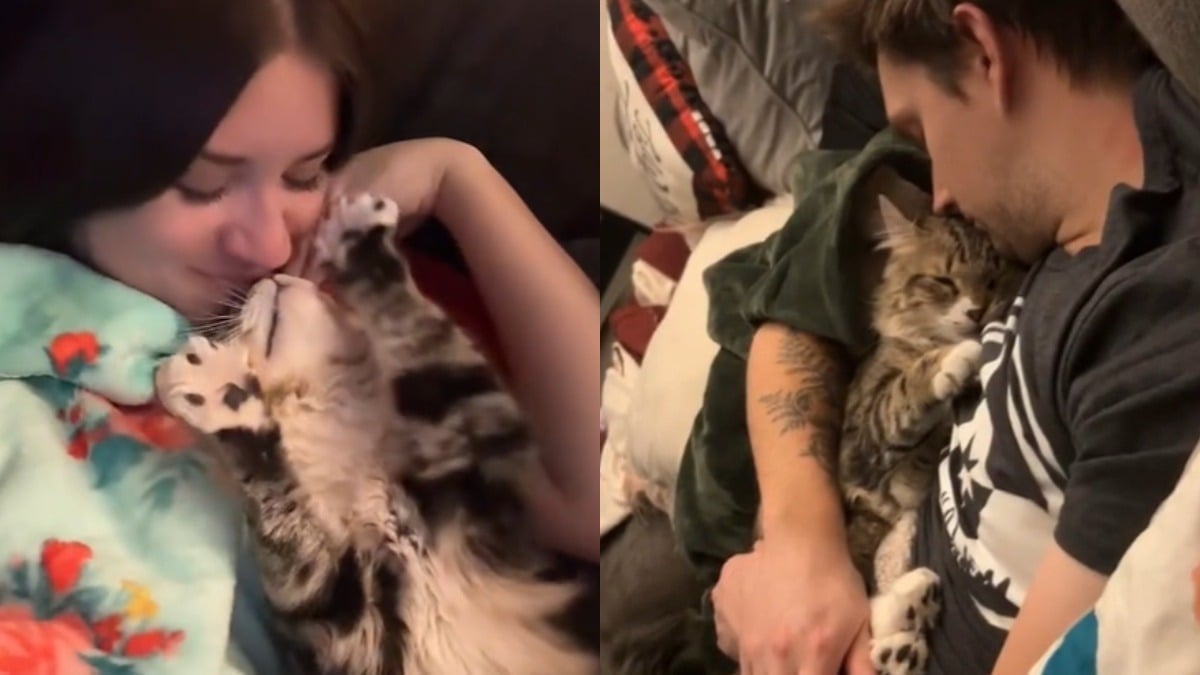 Illustration : "« Je n’en reviens pas qu’il soit resté si longtemps au refuge », ce chat découvre enfin la tendresse et s’y abandonne totalement (vidéo)"