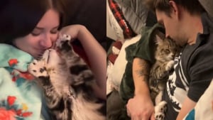 Illustration : « Je n’en reviens pas qu’il soit resté si longtemps au refuge », ce chat découvre enfin la tendresse et s’y abandonne totalement (vidéo)