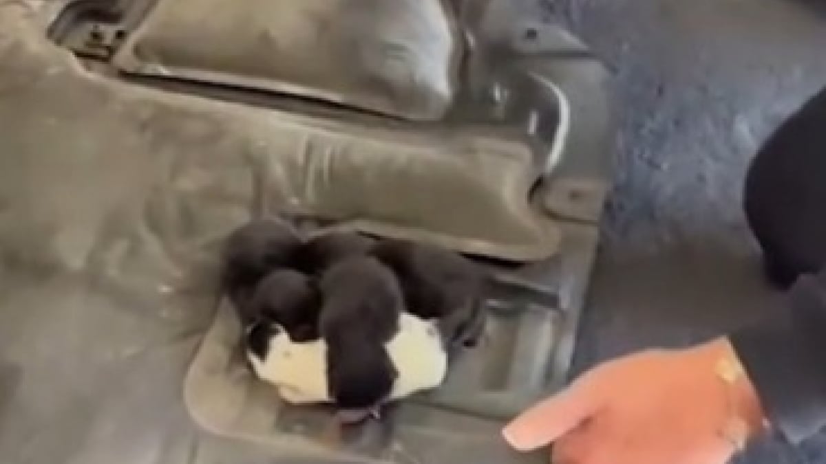 Illustration : "« Ils étaient sous ma voiture et c'était leur premier voyage », des chatons naissent dans le moteur du véhicule d’un chauffeur de taxi"