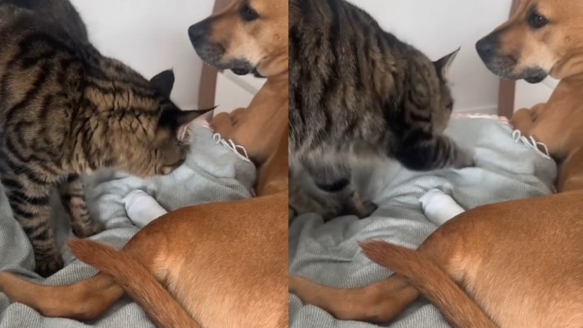 Illustration : "Ce chat veille sur la patte blessée de son frère canin comme un véritable ange gardien (vidéo)"