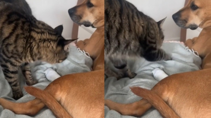 Illustration : Ce chat veille sur la patte blessée de son frère canin comme un véritable ange gardien (vidéo)
