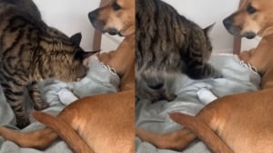 Illustration : "Ce chat veille sur la patte blessée de son frère canin comme un véritable ange gardien (vidéo)"