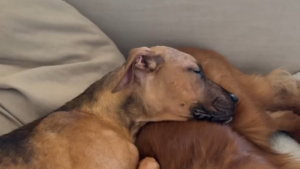 Illustration : "Un chiot abandonné passe de la maigreur à une vie remplie d'amour grâce à sa famille d'accueil et à son grand frère canin (vidéo)"