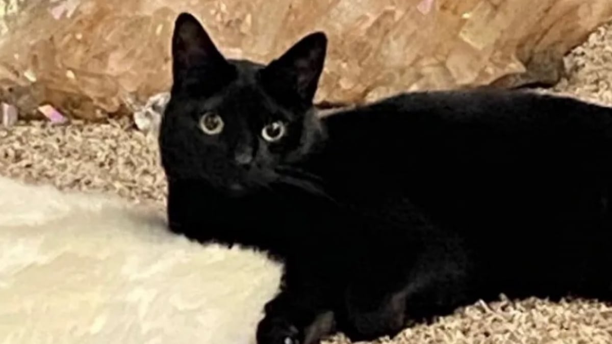 Illustration : "Un chat noir abandonné à deux reprises, devient une petite star du tarot grâce à sa maîtresse (vidéo)"