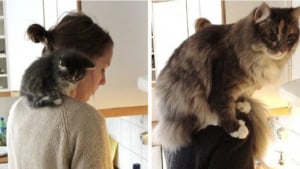 Illustration : 12 chiens et chats qui sont passés de minuscules petits bébés à des créatures géantes