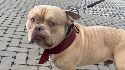 Illustration : « On va vers quoi maintenant, un Uber de l’abandon ? », un chien livré en taxi au refuge par sa maîtresse partie en voyage