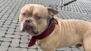 Illustration : "« On va vers quoi maintenant, un Uber de l’abandon ? », un chien livré en taxi au refuge par sa maîtresse partie en voyage"